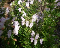 clinopodium georgianun narrow.jpg